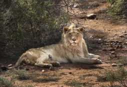 African_Wildlife_Experience_4