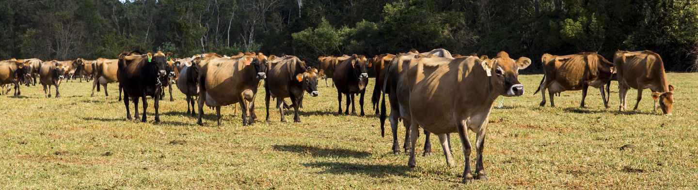 Organic Farm Experience