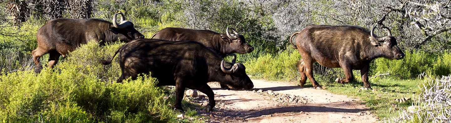 African Wildlife Experience