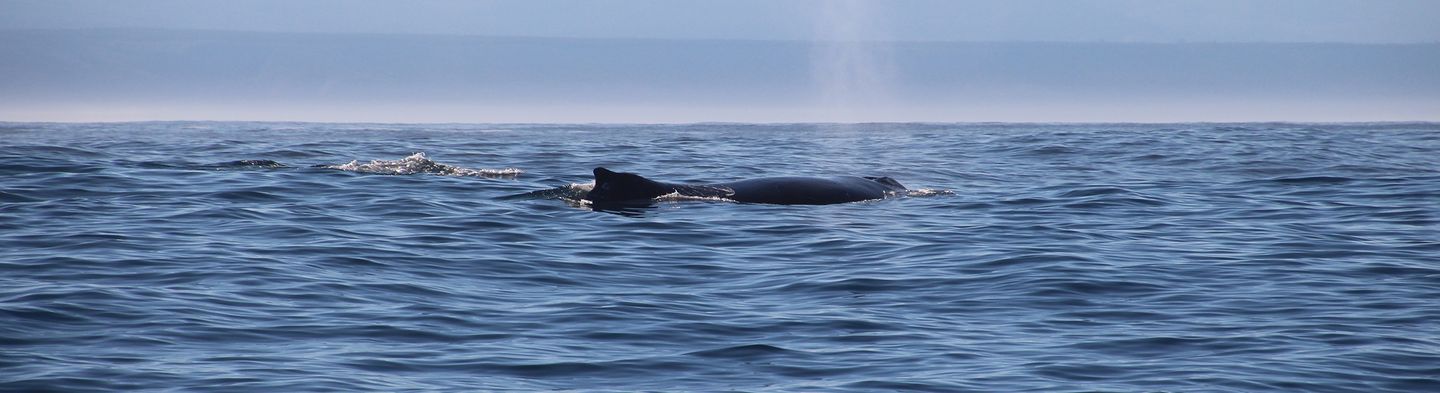 Learn about and practice ocean conservation along the Garden Route