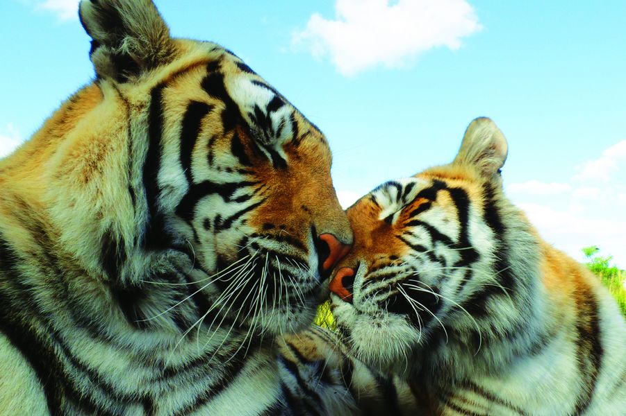 Volunteer At An African Cat Sanctuary In Stanford South Africa