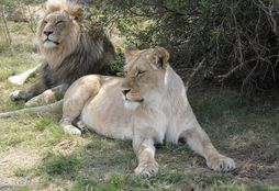 Big Game Reserve 9