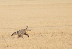 Namib Wilderness Experience 7
