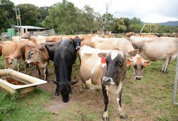 Family Dairy Farm Experience 10