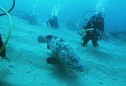 Scuba Diving 2