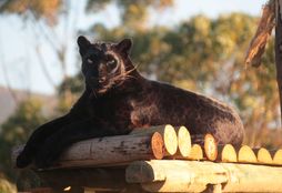 African Cat Sanctuary 4