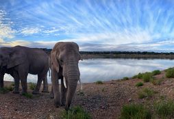 African_Wildlife_Experience_5