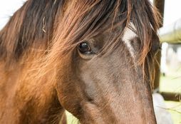 Horse Trail Experience 8