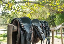 Horse Rescue Project 1