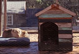 Domestic Animal Shelter 5