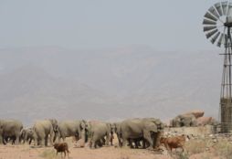 Elephant Conservation 5