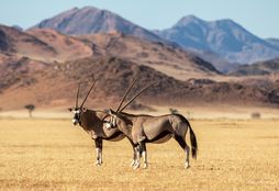 Namib Wilderness Experience 4