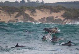 Ocean Conservation 6