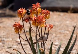 Namib Wilderness Experience 3