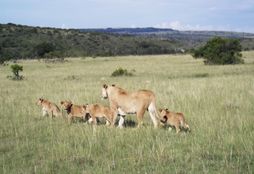 Big 5 Game Reserve Conservation 1