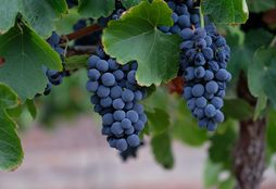 Wine and Wildlife Experience_4