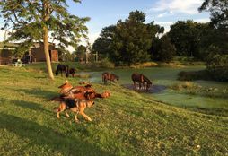 Horse Trail Experience 10