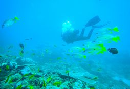 Scuba Diving 2