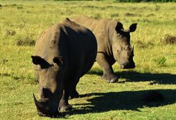 Big 5 Game Reserve Conservation 6