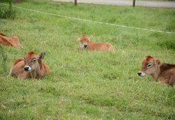 Family Dairy Farm Experience 9