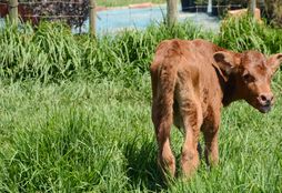 Family Dairy Farm Experience 6