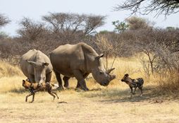 Wildlife Conservation 3
