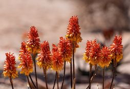 Namib Wilderness Experience 10