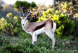 African_Wildlife_Experience_7