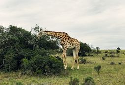 Big 5 Game Reserve Conservation 4