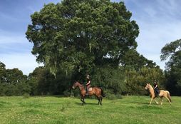 Horse Rescue Project 2