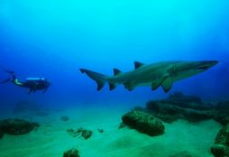 Scuba Diving 4