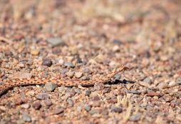Namib Wilderness Experience 8