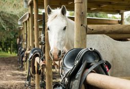 Horse Rescue Project 3
