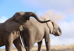 Elephant Research 11