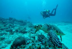 Scuba Diving 9