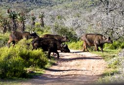 African_Wildlife_Experience_2