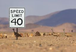 Namib Wilderness Experience 6