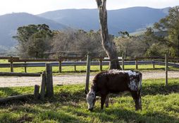 Family Dairy Farm Experience 4