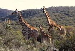 African_Wildlife_Experience_8