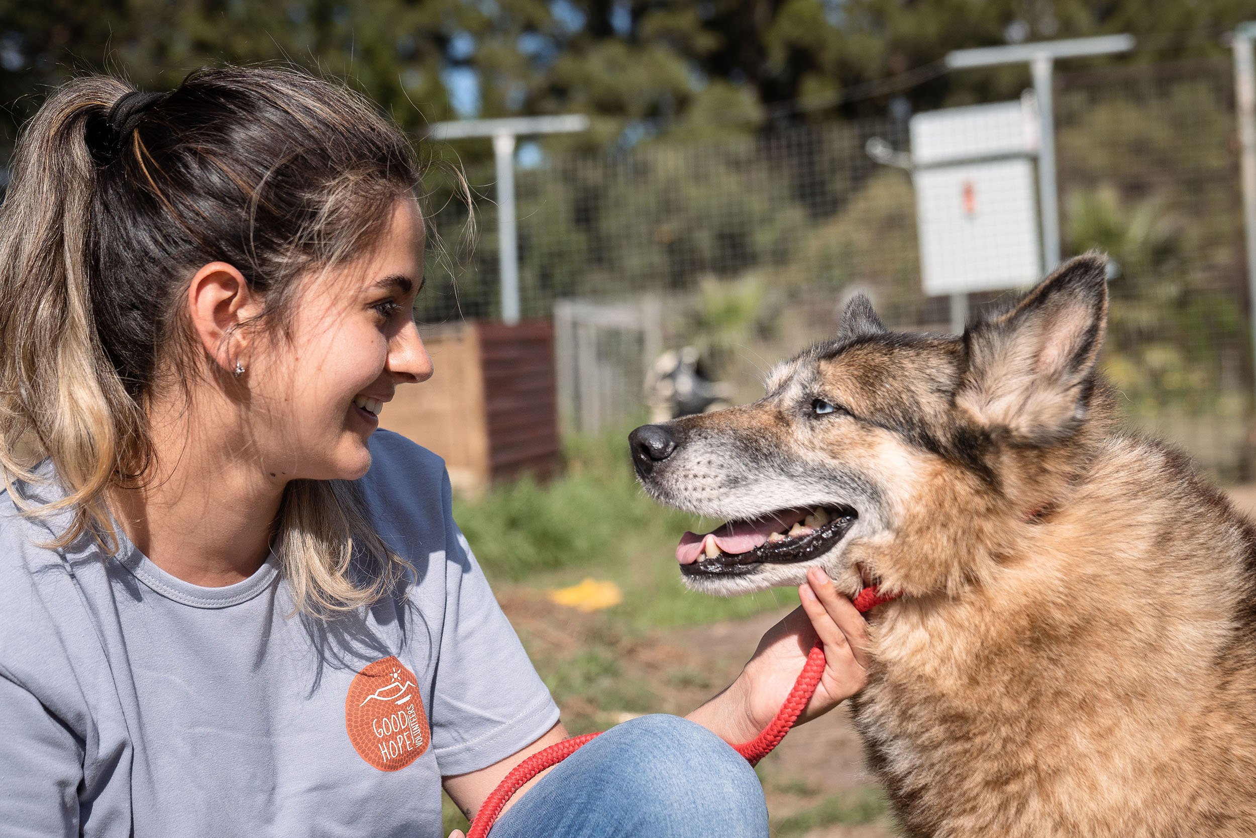 brazil humane shelter